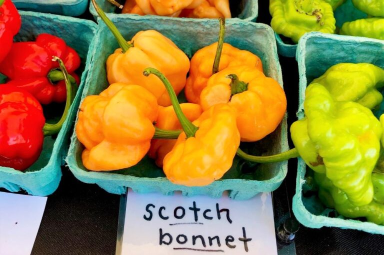 Scotch Bonnet pepper