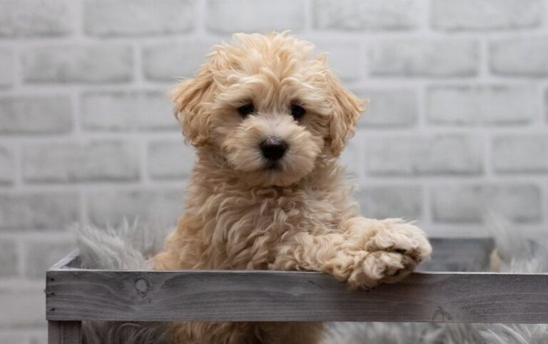 Finding Maltipoo Puppies for Sale Near Me